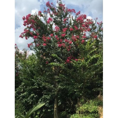 五峰 紫薇  供應(yīng)紫薇_米徑12公分_宜昌種植地    園林苗木     綠化苗木 園林綠化苗木 綠化苗木批發(fā)