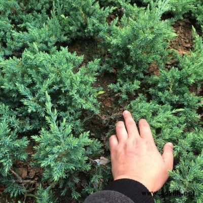 沙地柏 鋪地柏 工程綠化苗木 碩嵐園林直銷基地 沙地柏