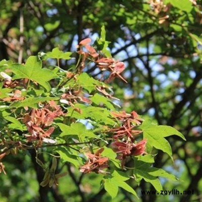 山東綠化苗木基地  出售綠化樹 五角楓 基地直銷 ** 五角楓樹苗