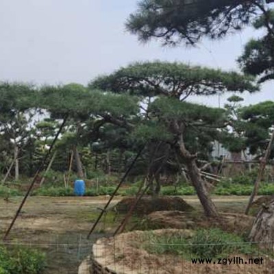 大量供應造型松、油松、平頂松、各種綠化苗木