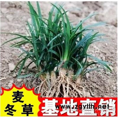 日本矮麥冬草綠化苗木常綠植物玉龍草花園陽臺盆栽青葉金邊麥冬草
