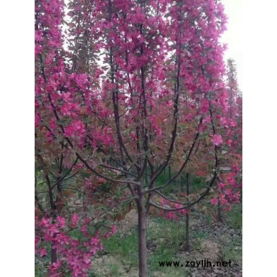 河北紅葉碧桃基地、保定園林綠化苗木公司