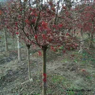 庭院景觀綠化苗木紅楓批發 湖南苗圃直供  規格齊全 成活率高