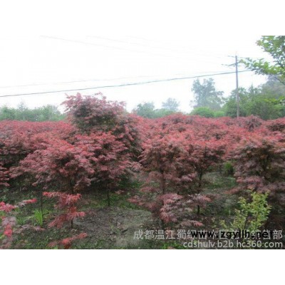 四川苗木 高桿桂花 紅花紫薇 綠化苗木供應(yīng)基地