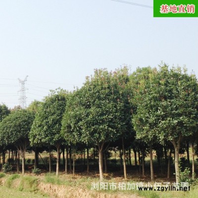 批發供應 湖南桂花樹 樹形優美八月桂綠化苗木 4米冠幅基地直銷
