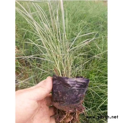 新大洲xdz 粉黛亂子草綠化苗木宿根花卉花卉種子花卉觀賞草