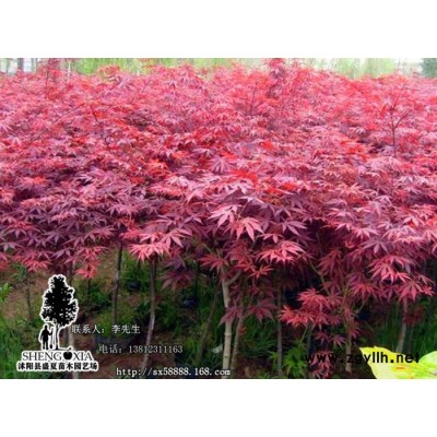 直銷批發工程苗木中國紅楓苗  紅楓樹苗 園林綠化苗木 底價出售