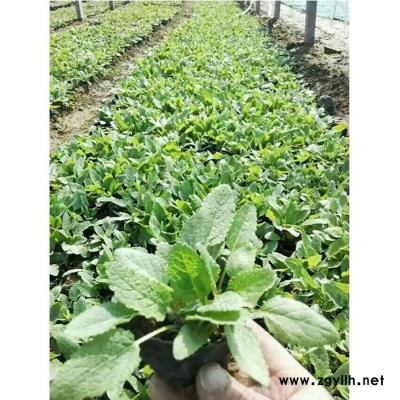 新大洲地被 鼠尾草綠化苗木宿根花卉地被花卉