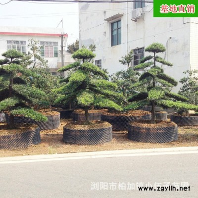 批發(fā)造型羅漢松 綠化苗木 羅漢松苗  市政園林 價(jià)格合理 質(zhì)量保證