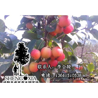 批發出售冬紅果樹苗 綠化苗木  新品種樹苗