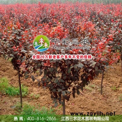供應華彩三農HCSN-011**彩色綠化苗木 紅葉赤果苗批發