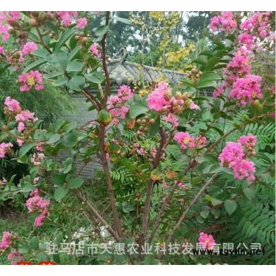 紫薇樹苗 紅花紫薇 百日紅 紫薇 河南園林綠化苗木