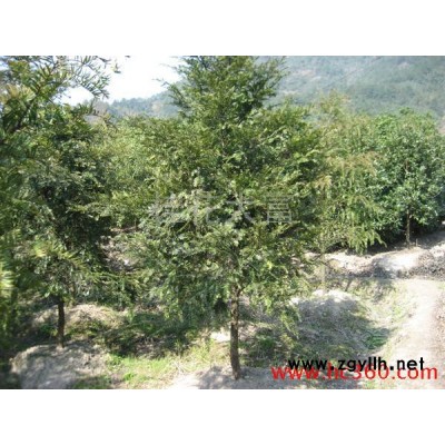 供應綠化苗木- 爬地-花卉苗木-花木
