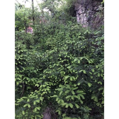 五峰  篦子三尖杉   篦子三尖杉苗木_湖北五峰**苗木基地       苗木批發(fā) 綠化苗木 園林綠化苗木 綠化苗木批發(fā)