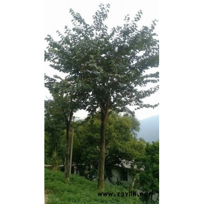五峰 紫荊 供應(yīng)石楠_米徑20公分_宜昌種植地      苗木批發(fā) 綠化苗木 園林綠化苗木 綠化苗木批發(fā)