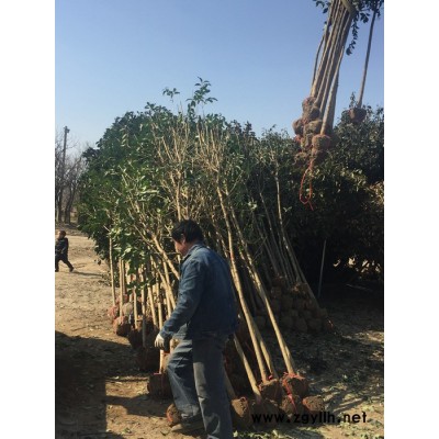 江蘇大葉女貞價格 大葉女貞大量批發(fā) 工程綠化苗木