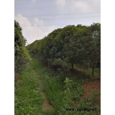 **桂花綠化苗木 桂花樹價格 桂花樹苗批發 園林綠化工程桂花苗 杜英樹