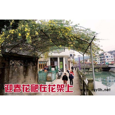 雨露園藝 迎春花苗 迎春花基地 迎春花批發價格 江蘇綠化苗木