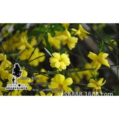 基地直銷 庭院植物  迎春花苗  垂吊攀援花卉  綠化苗木 規格全