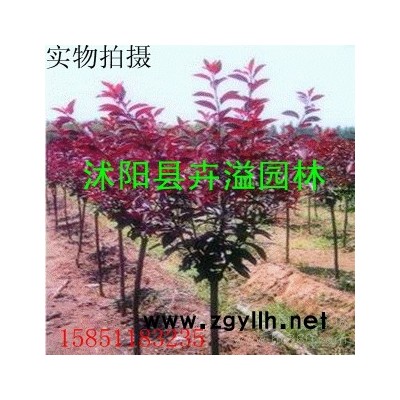 供應沭陽縣卉溢園林紫月李 扦插苗綠化苗木紫葉李 紫葉李苗 行道樹