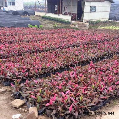 **園林綠化苗木紅葉鐵樹亮葉彩葉朱蕉 價格優(yōu)惠 苗農(nóng)在線