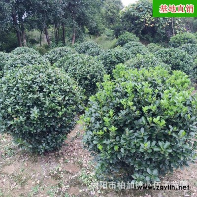批發(fā)大葉黃楊球苗  冬青球綠化苗木 工程綠化 基地直銷 苗農(nóng)種植