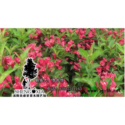 大量批發綠化苗木庭院花卉紅王子錦帶小苗 紅王子錦帶苗 綠化苗木