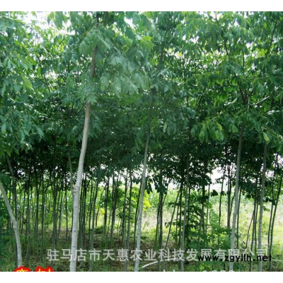 河南基地綠化苗木 欒樹苗 欒樹小苗 規格全 量大從優
