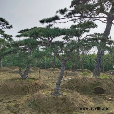 泰山景觀松 綠化苗木 造型油松 風景樹 黑松樹苗 喬木 多種類可選擇  價格優(yōu)惠