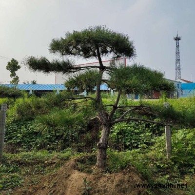 原理綠化苗木 造型景松  景觀松  造型美觀  品種齊全 四季常青 抗干抗旱 品**良