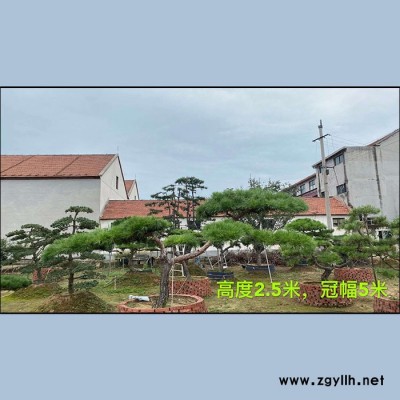 山東綠化苗木  基地培育 造型松 造型油松 白皮松  造型黑松 造型景松