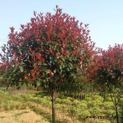 【萬盈富民】 紅葉石楠   紅葉石楠苗    綠化苗木紅葉石楠  江蘇專業(yè)種植基地  各類苗木種植出售  量大從優(yōu)