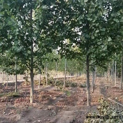 綠化苗木批發 14公分法桐 速生法桐  法桐小苗批發 自產自銷