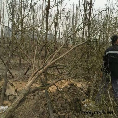 產地直銷**綠化苗國槐苗木 道路綠化苗木 國槐苗 規格齊全 批發