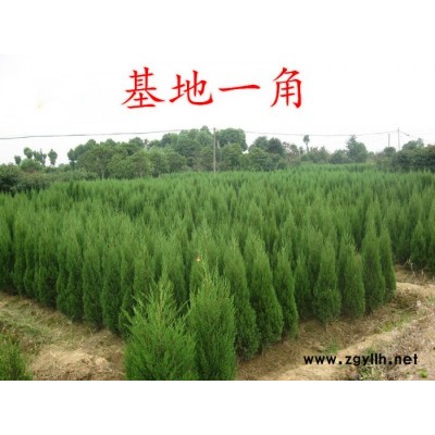 珍珍 基地供應 地柏 叢生地柏 批發**地柏小苗 綠化苗木 品種齊全