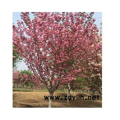 苗木 綠化苗木 沭陽澤沛苗木基地常年提供各種規格 **綠化苗木 花卉苗木 櫻花樹
