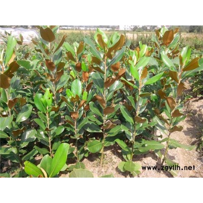 苗木批發 綠化苗木 沭陽縣澤沛綠化苗木基地常年提供各**花卉苗木 綠化苗木 工程苗木 園林綠化苗木 提供**廣玉蘭小樹