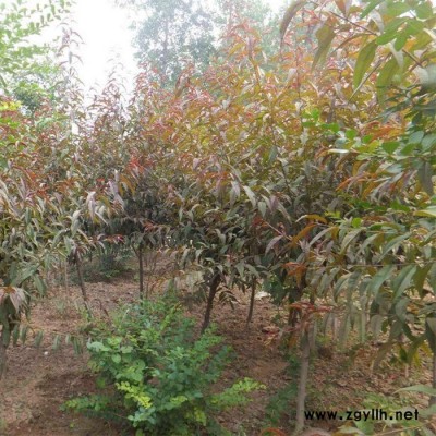 紅葉碧桃 樹苗風景綠化苗木紅葉碧桃基地批發
