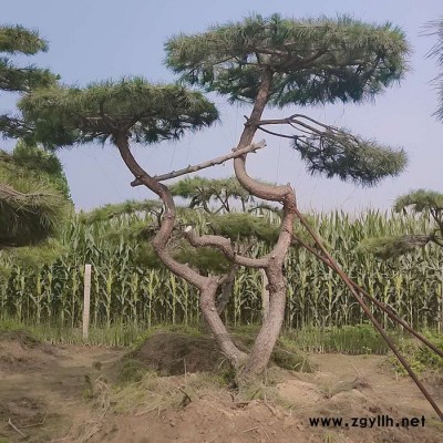 泰安綠化苗木基地供應  景觀松 工程綠化造型 別墅庭院