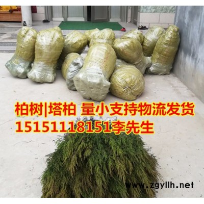 綠化苗木1米柏樹苗基地塔柏樹苗價(jià)格柏樹苗批發(fā)價(jià)格松樹苗綠化苗木基地塔松蜀檜檜柏小苗塔柏樹苗1米2米3米4米5米6米塔柏松