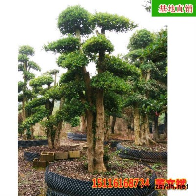 20公分造形古樁欏木石楠 供應園林綠化苗木 木石楠樹 奇特造型古樁