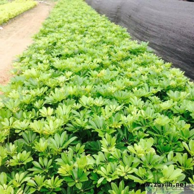 苗農(nóng)在線批發(fā)鵝掌柴鴨腳木苗 園林工程綠化苗木 價格優(yōu)惠