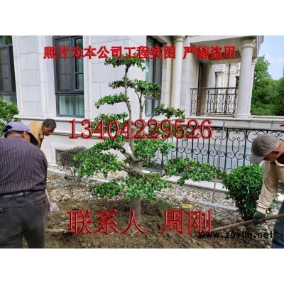 別墅庭院綠化苗木 庭院景觀苗木批發 別墅景觀綠化工程 私家花園設計