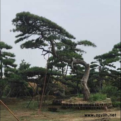 山東綠化苗木基地  出售不同規(guī)格造型松  造型景觀松  造型黑松  異型松