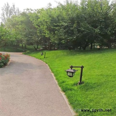 【欒城區麗潤草坪基地】常年出售北方冷季型草坪綠化苗木基地