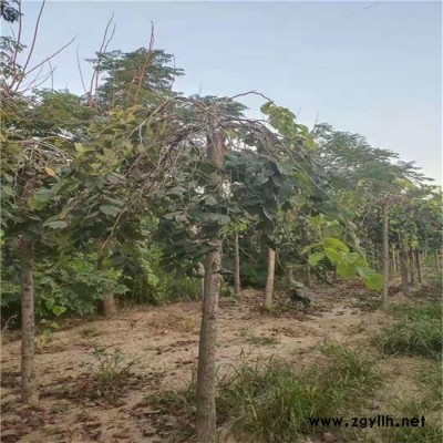 大葉垂榆/5公分/6公分/8公分/10公分大葉垂榆價格_綠化苗木
