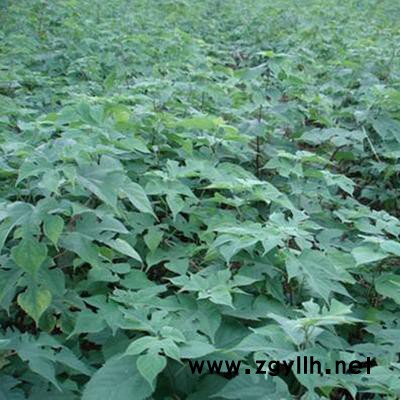 【基地直銷】構樹 供應構樹苗 綠化苗木