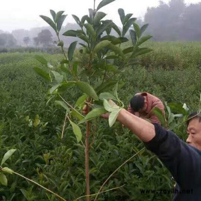 苗圃直供**法國冬青小苗 庭院觀賞綠化苗木法國冬青 規格齊全 貨源充足