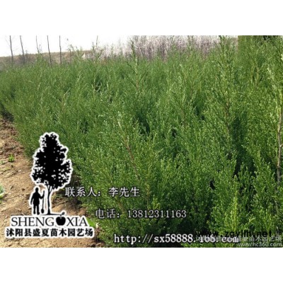 直銷寶塔松 綠化苗木批發  刺松 /蜀儈苗  一米高價格松柏