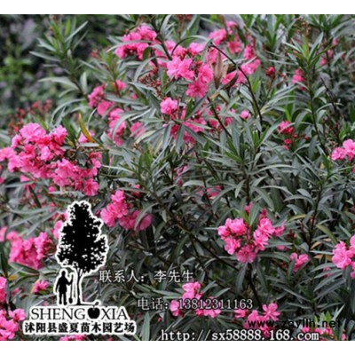 基地直銷 夾竹桃苗木 紅花夾竹桃樹苗   園林綠化苗木